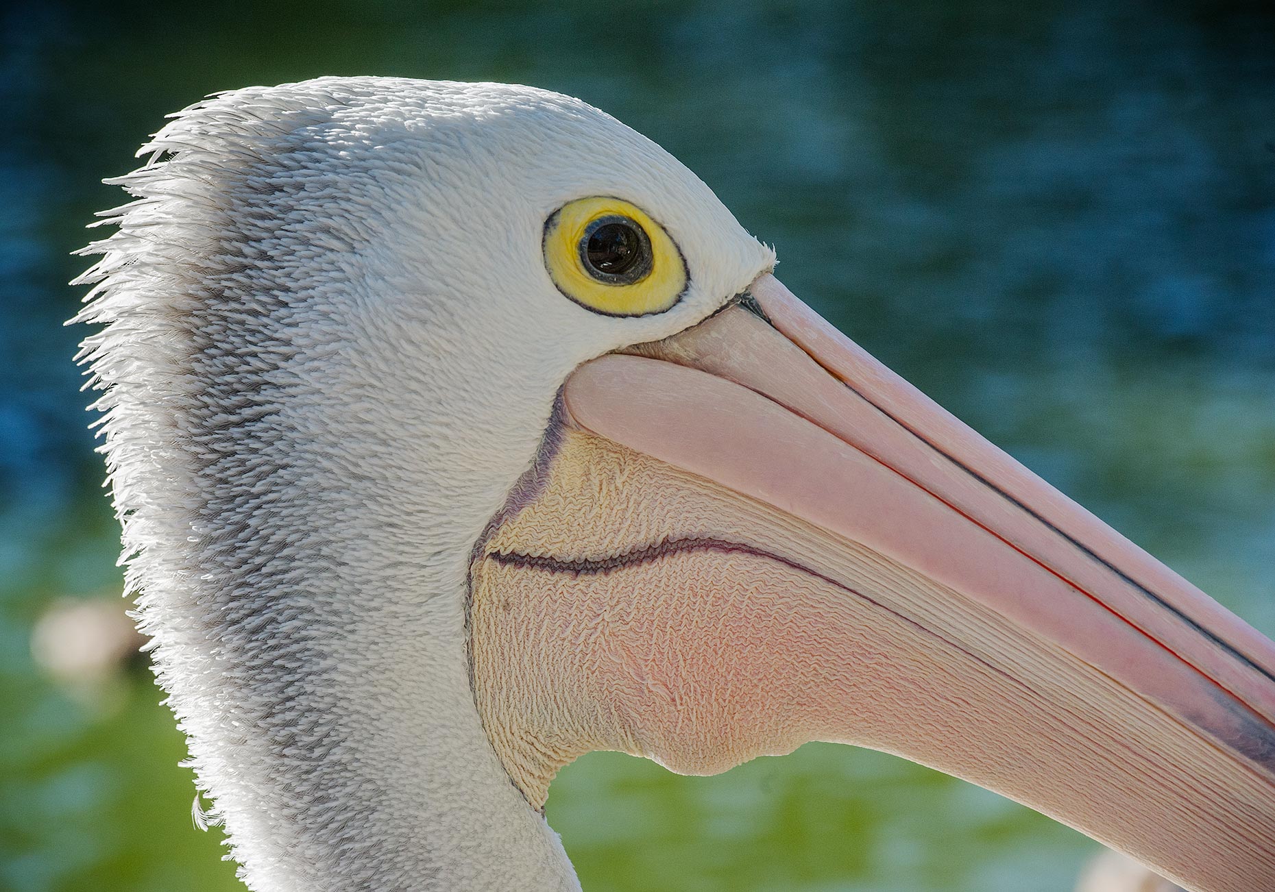 LAT_PhotoReporters_Pelican-Clellan-Wildlife-Park_Adelaide_AU