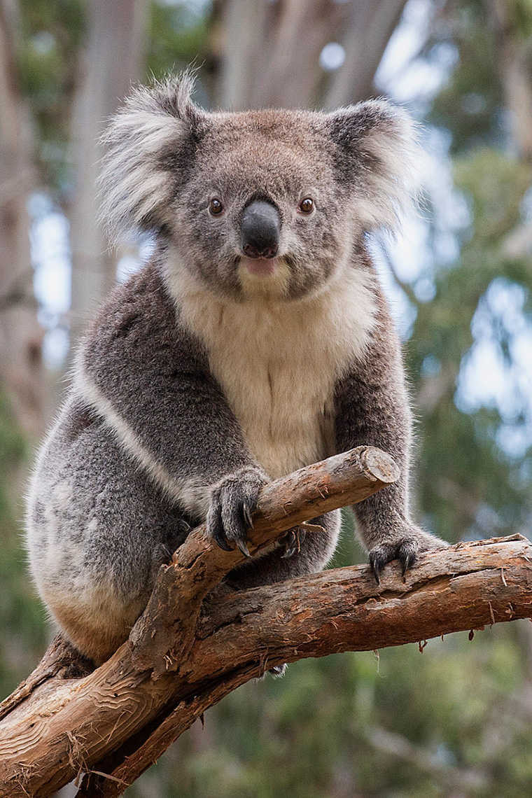 LAT_PhotoReporters_koala-at-clellan-wildlife-park_Adelaide_AU