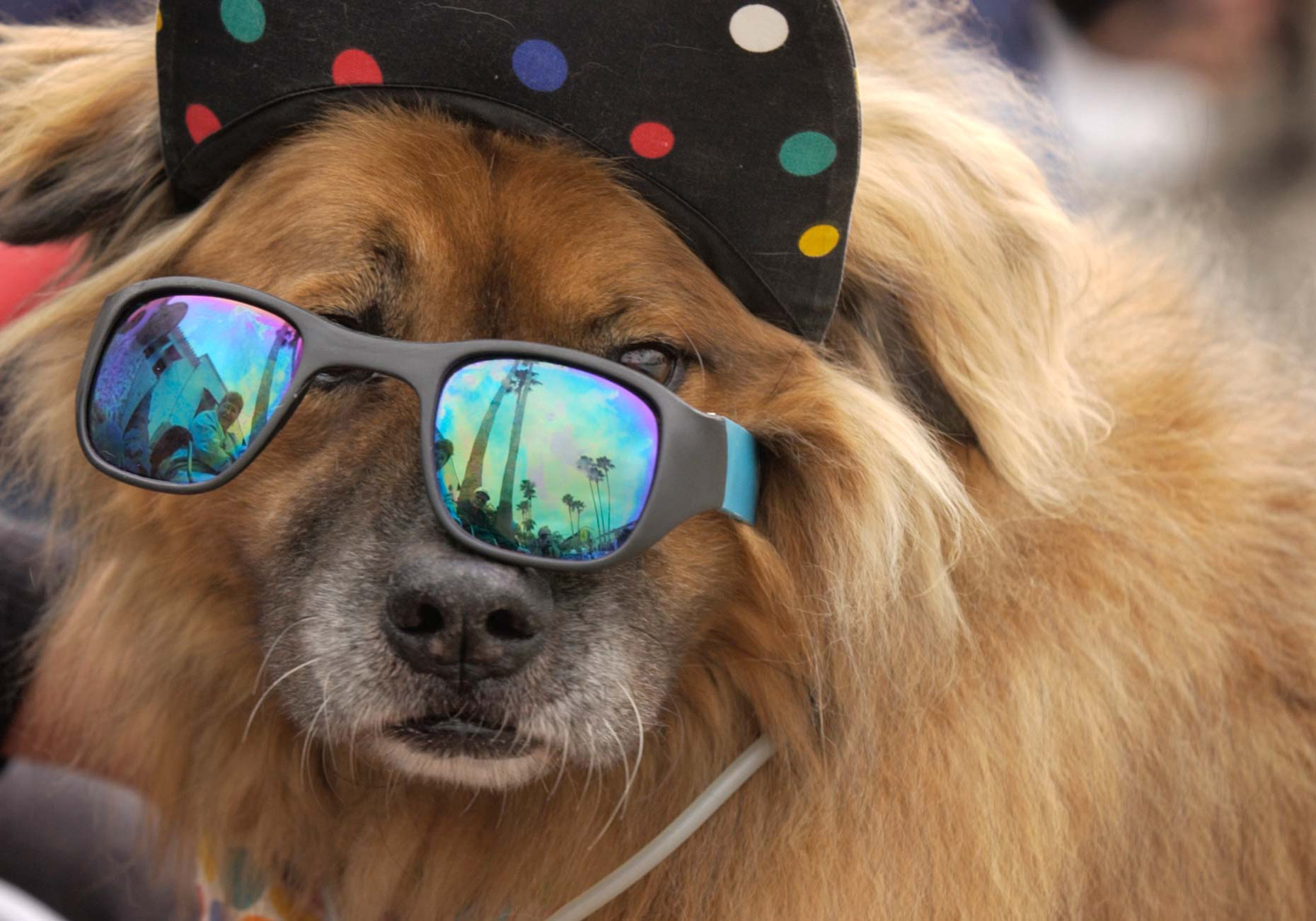 PAR_PhotoReporters_dog-wearing-sunglasses-hat